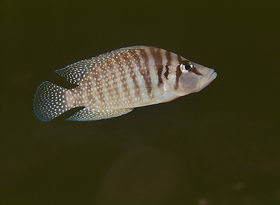 Altolamprologus calvus 'Cape Chaitika' (White)